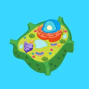 卡通植物细胞解剖横幅海报.矢量照片