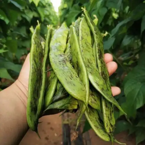 【东北特色】大马掌豆角种子,搭架高产型油豆,无筋无柴 自封袋试种40