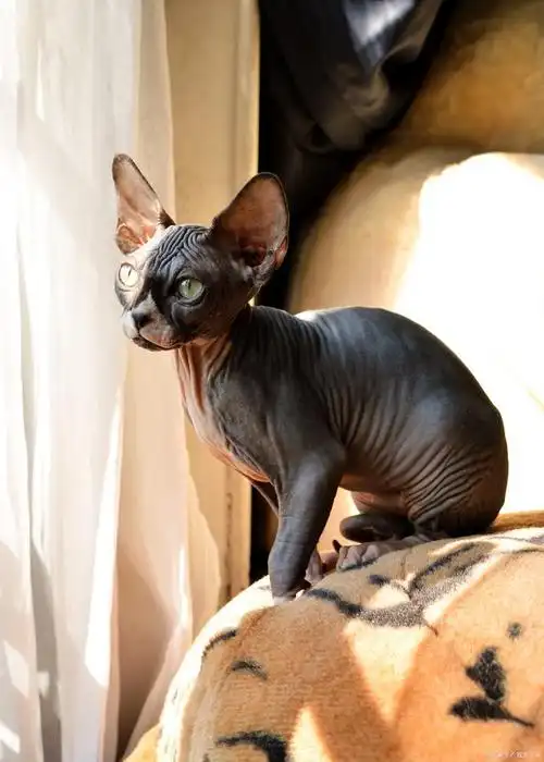 斯芬克斯猫,无毛猫