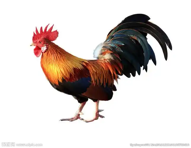 1772×1374像素格式:jpg颜色:rgb10共享分×关 键 词:高清 公鸡 2017