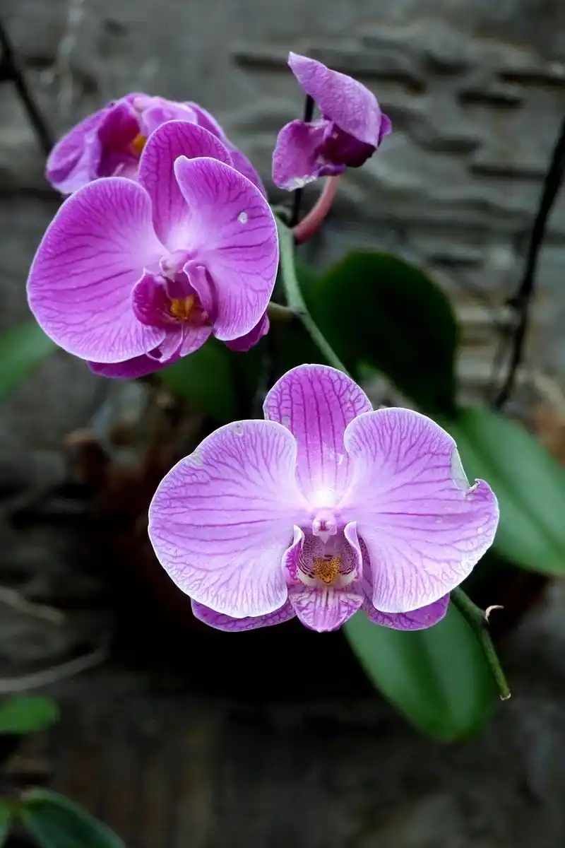 蝴蝶兰