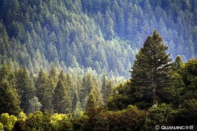松树图片_图片大全