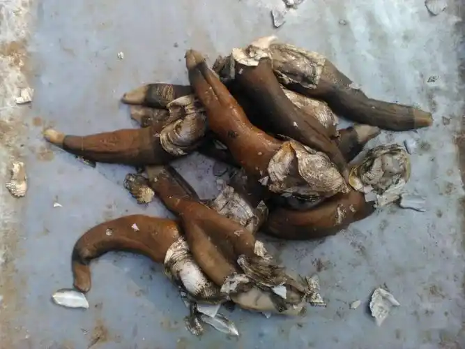 图三十 宽壳全海笋图三十一 宽壳全海笋25,宽壳全海笋/barnea