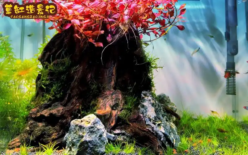 水草缸造景之生命之树第三集