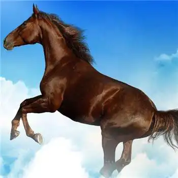 马头像图片大全,高清最漂亮的马微信头像_动物头像_头像屋