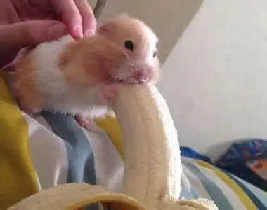 仓鼠gif吃香蕉gif可爱gif手指gif