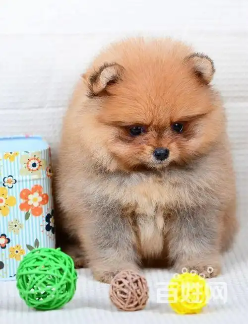 超萌日系俊介犬--球体博美犬--终身质保签订协议