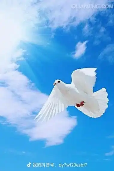 创作灵感 #郑绪岚演唱的一首《飞吧鸽子》@鸽子啊在蓝天上翱 - 抖音