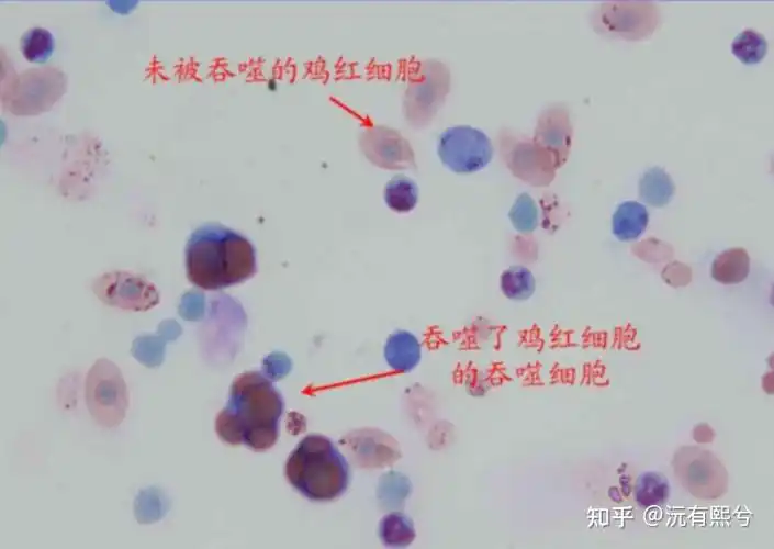 小鼠巨噬细胞吞噬鸡红细胞绘图