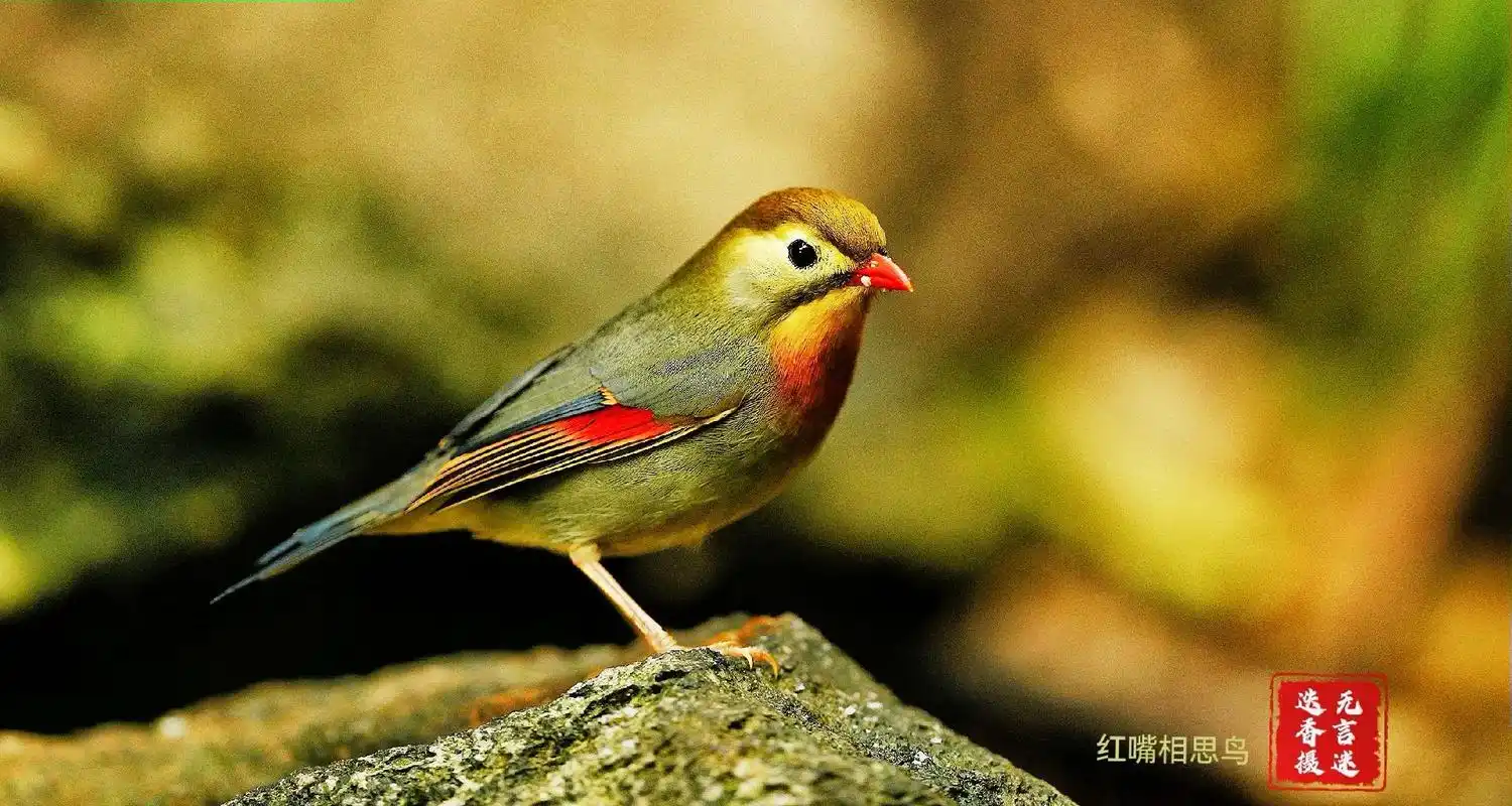 美丽的红嘴相思鸟