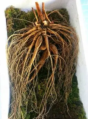 参王野山参百年不遇长白山野生人参东北人参新鲜人参只有一根北八件