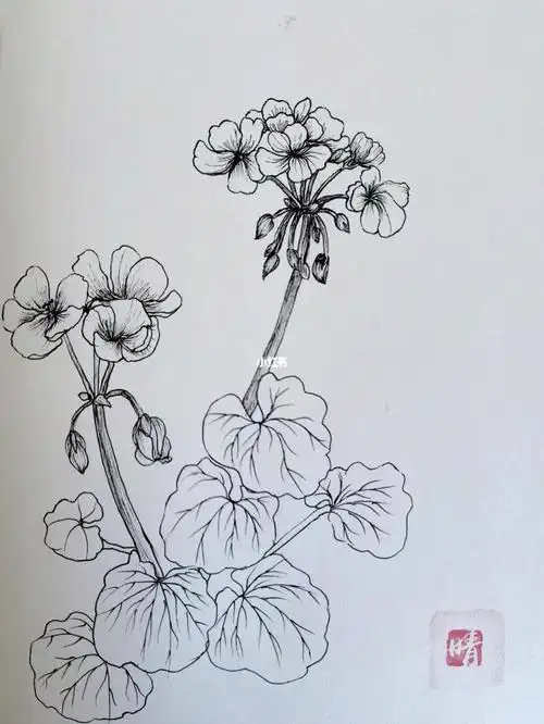 脱稿画一画天竺葵