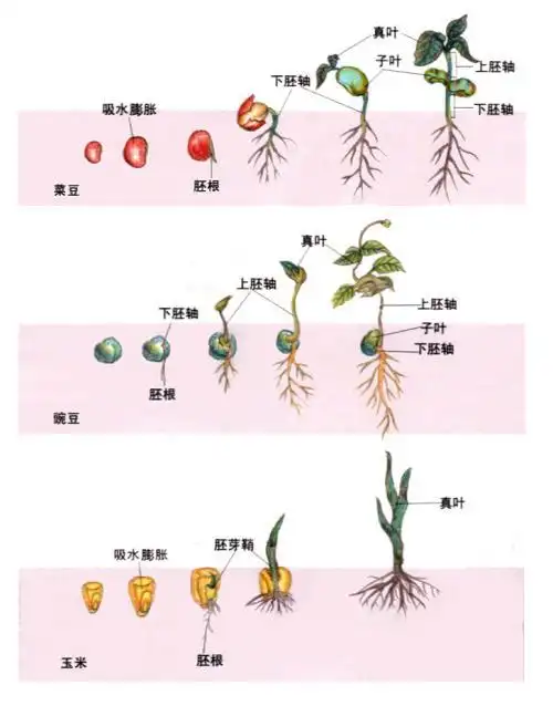 种子发芽过程手抄报 手抄报电子版