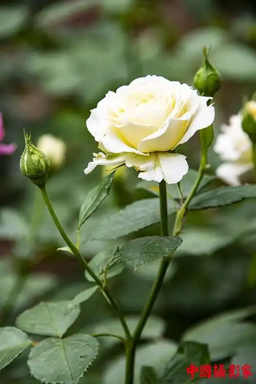 花的世界 - 生态61植物 - 中国摄影家交流空间 - powered by discuz