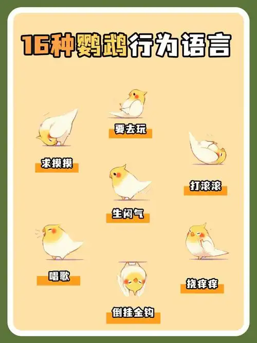 新手养鸟0016种鹦鹉语言解析秒懂鸡崽小心思