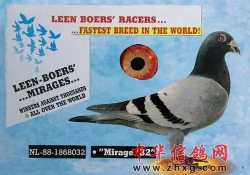 奇鸽林波尔奇迹32号图