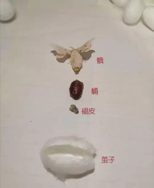 邂逅美好的一生——养蚕记