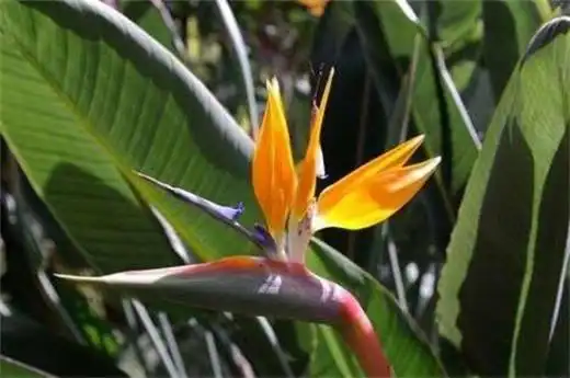 真假鹤望兰对比4个方法教你更快区分