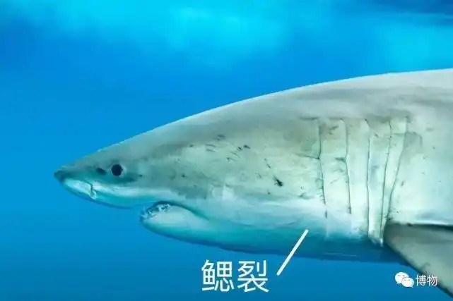 大白鲨|鲨鱼|牙齿|鲸鲨|巨齿鲨