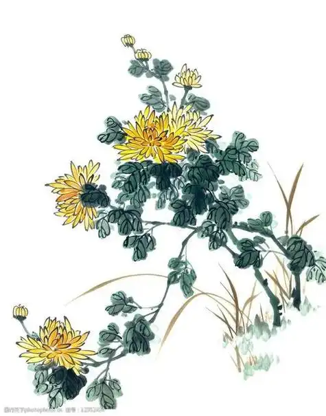 菊花叶子国画画法 画菊花的叶子