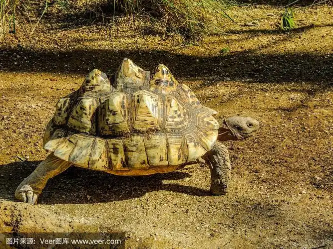 豹龟(stigmochelys pardalis)在新西兰奥克兰的圈养沙地上行走
