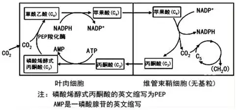 光合作用c4途径过程图解c4途径是有一些植物对外界吸收的co2的固定