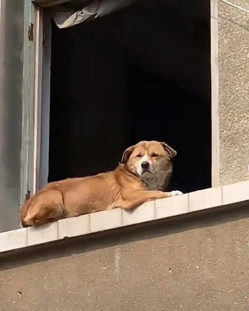 很无奈的表情,不知道想什么