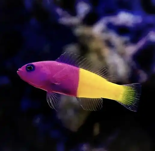 🐟 双色草莓鱼探秘 🍓