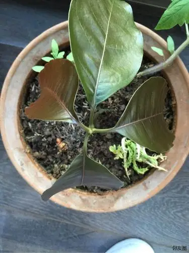 晒晒我去年十一种的芒果树