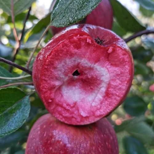 苹果红肉东北红色之爱瑕疵红心圣诞酸甜翠果苹果