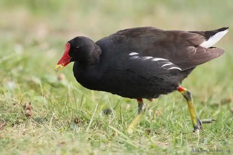 这是什么鸟,百度搜索骨顶鸡但是看着不像,求大神.