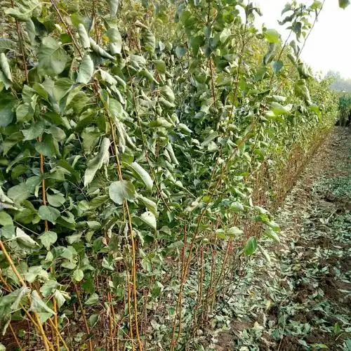 供应大厅  种子种苗  杏树苗  商品详情 【高度】1米以上 【粗度 】0.