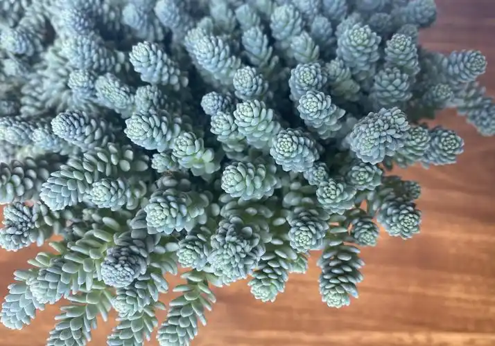 多肉中的小可爱姬星美人适合用小盆养洁白的小花真漂亮