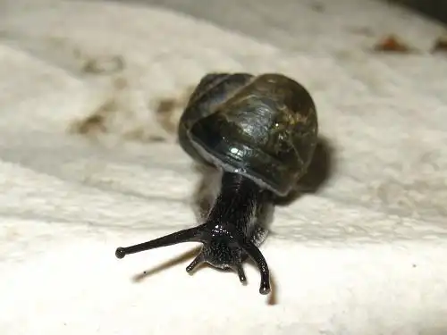 一种常见的蜗牛——灰巴蜗牛