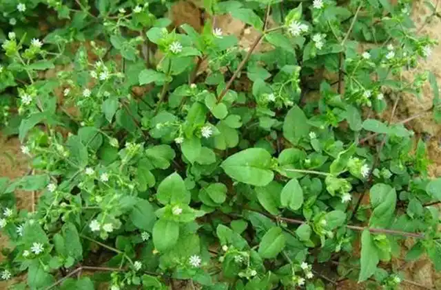 "鹅肠草"的营养价值很高,株身里含有丰富的蛋白质,胡萝卜素等很多的