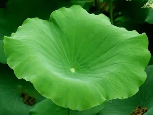 荷叶圆圆实用自改新版ppt_word文档在线阅读与下载_免费文档