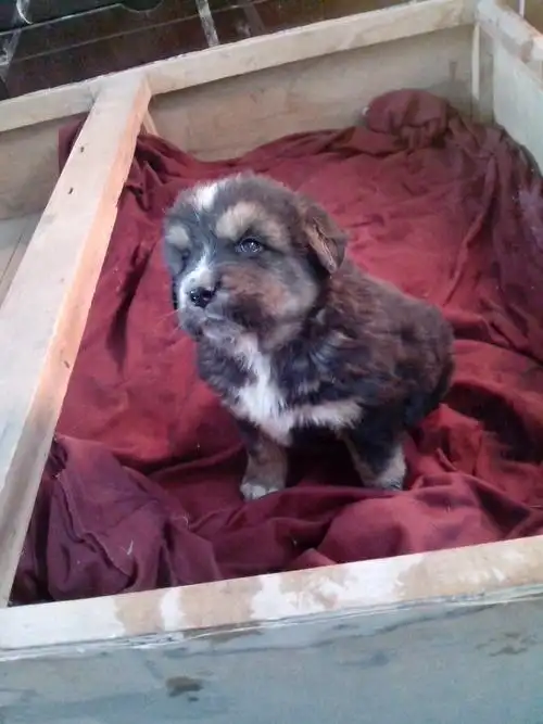 我的小满月藏獒脸上,胸上和头上有白毛,长大会没吗?