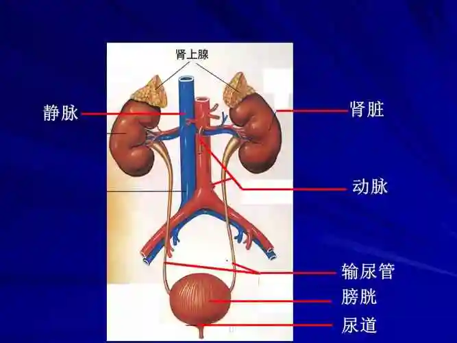 肾脏的结构(4月10)课件.ppt_第2页