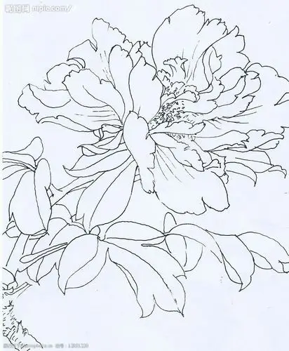 高清晰白描牡丹花图片