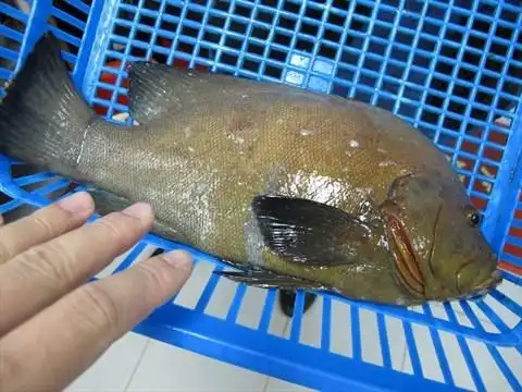 瓜子斑 - 香港仔的香港仔鱼市场二合海鲜餐厅)