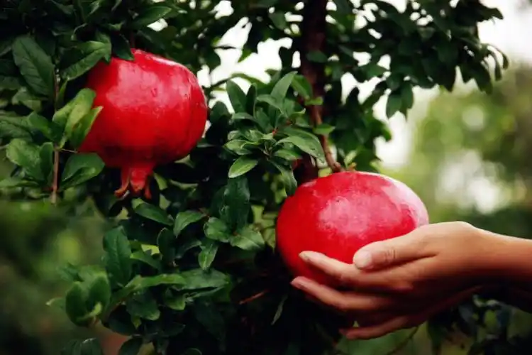 石榴为什么这样红