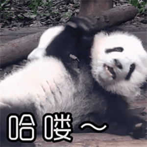 萌宠熊猫哈喽打招呼呆萌可爱gif动图_动态图_表情包下载_soogif