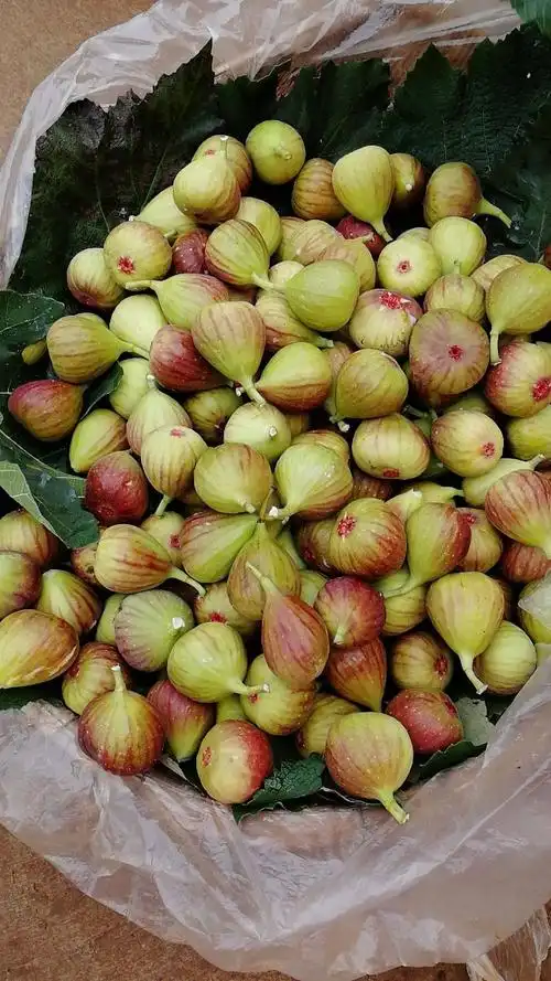 云南紫色无花果,出省很多地方,一直深受广大的喜爱,口感糯甜