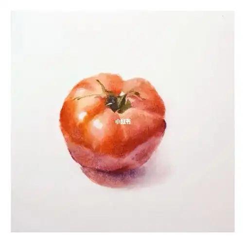 水彩练习西红柿