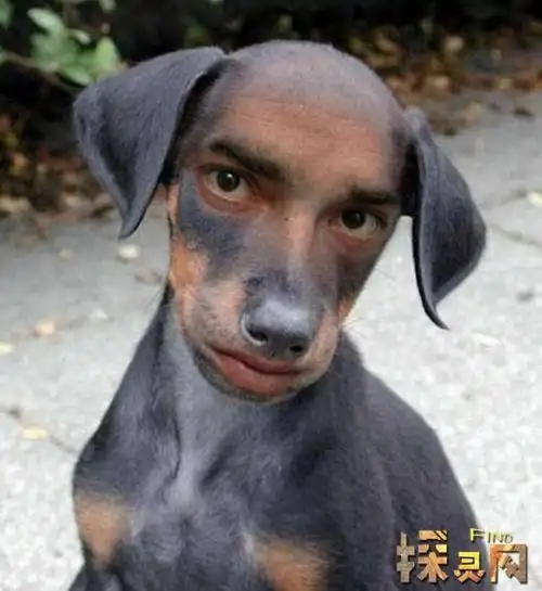 世界上最恐怖的人面犬人面狗身诡异至极如同变异图片2