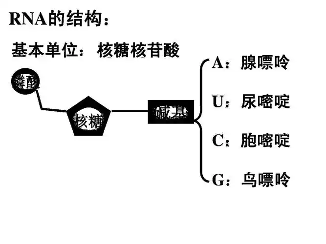 核酸分为哪两种?其在结构上有什么区别?基本单位各是什么?