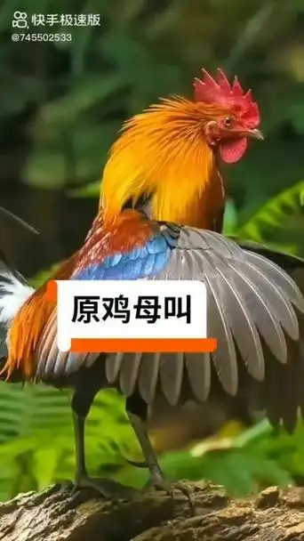 原母鸡叫声音乐mp3 - 抖音