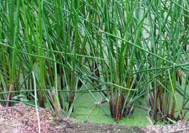 生在水中一身黑,拨开外皮见白心的荸荠,肥料用好长的棒