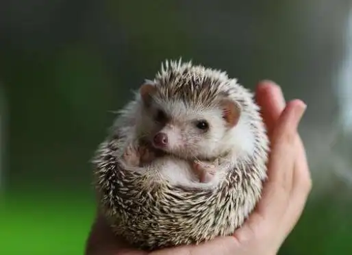 刺猬睡觉的姿势