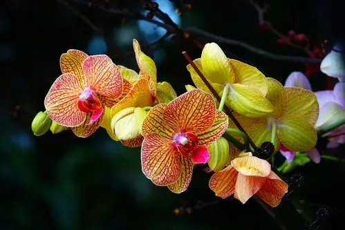 兰花桃花春满园